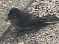 Myiagra cyanoleuca
