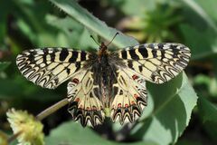 Zerynthia polyxena