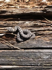 Crotalus pricei