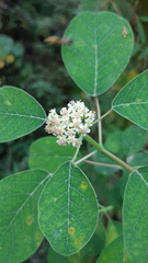 Euphorbia cotinifolia