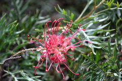 Grevillea