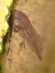 Pelophylax bedriagae