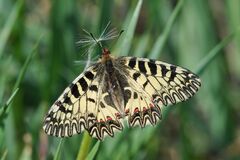Zerynthia polyxena
