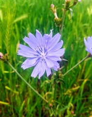 Cichorium intybus