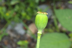 Papaver somniferum setigerum