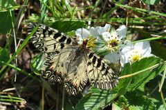 Zerynthia polyxena