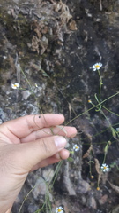 Stenocarpha filiformis