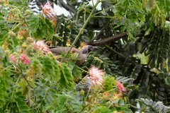 Philemon buceroides