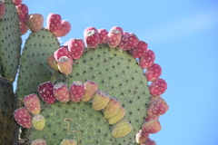 Opuntia hyptiacantha
