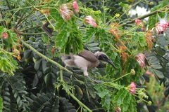 Philemon buceroides