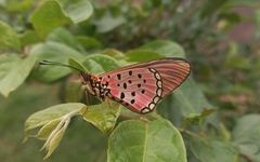 Acraea oncaea
