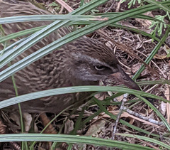 Gallirallus australis australis