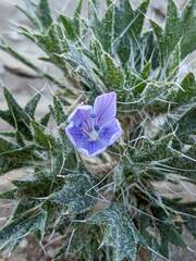 Langloisia setosissima setosissima