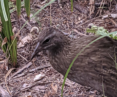 Gallirallus australis australis