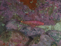 Parupeneus spilurus