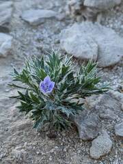 Langloisia setosissima setosissima