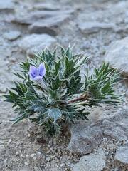Langloisia setosissima setosissima