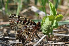 Zerynthia polyxena