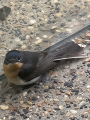 Myiagra cyanoleuca