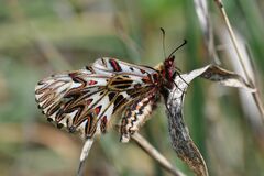 Zerynthia polyxena