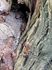 Camponotus rufipes