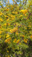 Prosopis ferox