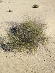 Eriogonum deserticola