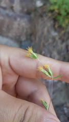 Ageratella microphylla