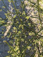 Eriogonum deserticola