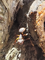 Camponotus rufipes
