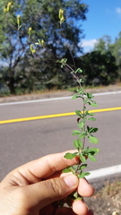 Ageratella microphylla