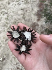 Astraeus hygrometricus