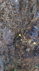 Oxypappus scaber