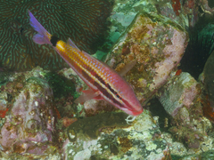Parupeneus spilurus