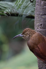 Xiphocolaptes promeropirhynchus