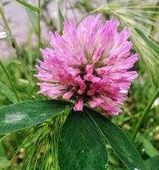 Trifolium pratense