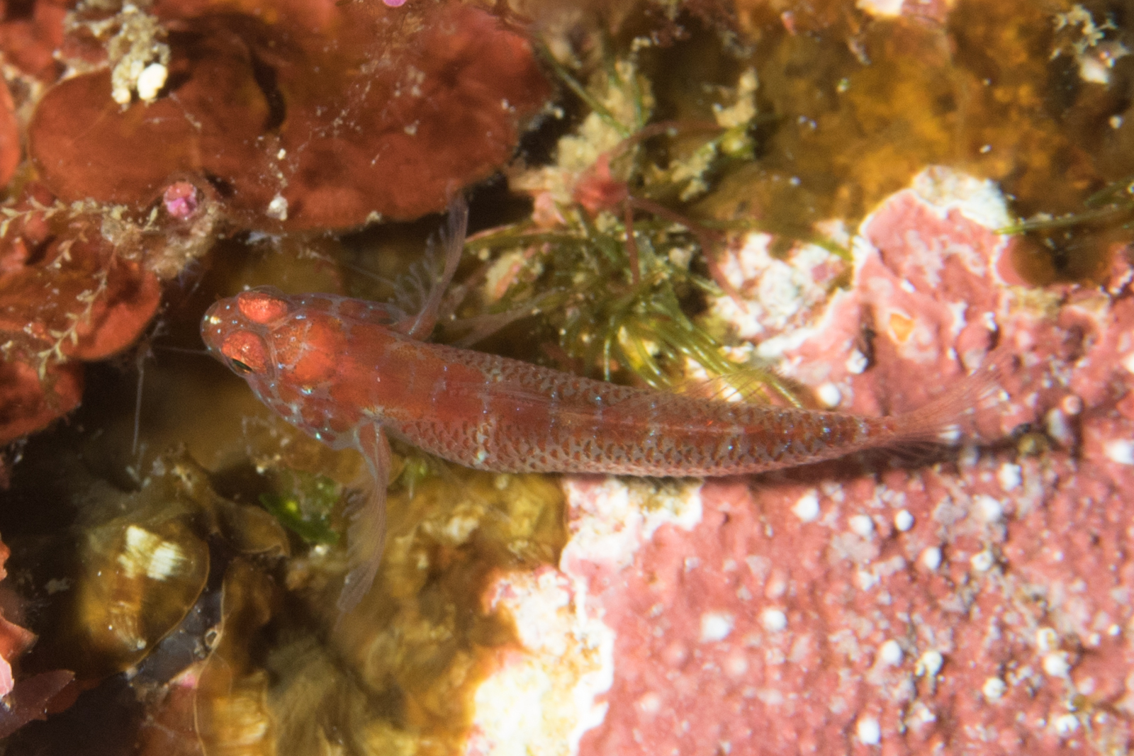 Upwelling Dwarfgoby photo 5