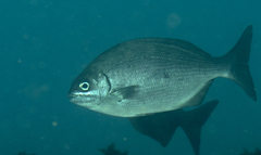 Kyphosus bigibbus