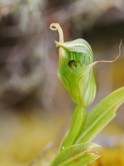 Pterostylis montana
