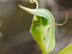 Pterostylis montana