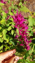 Salvia purpurea