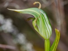 Pterostylis montana