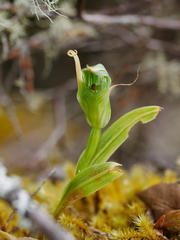 Pterostylis montana