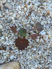 Eremalche rotundifolia