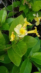 Odontadenia puncticulosa