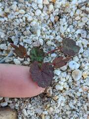 Eremalche rotundifolia