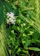 Capsella bursa-pastoris