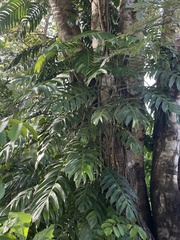 Epipremnum pinnatum