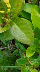 Odontadenia puncticulosa
