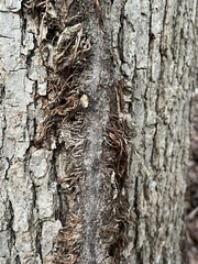 Toxicodendron radicans